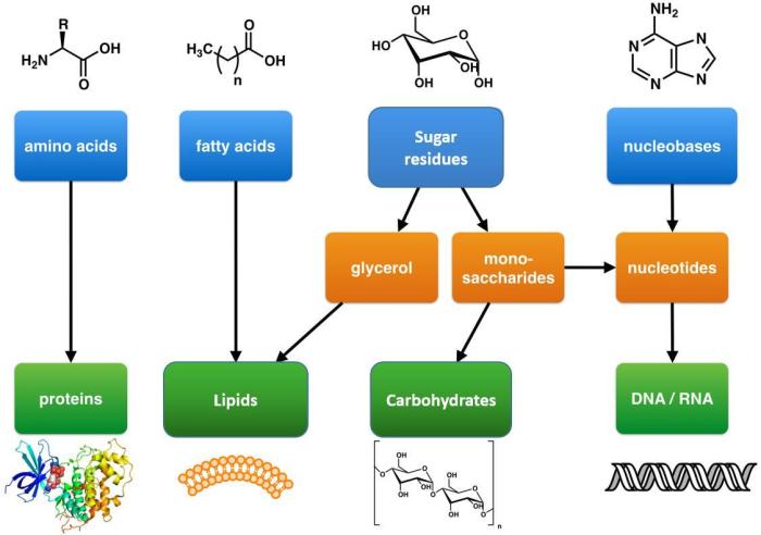 Macromolecules color by number answer key