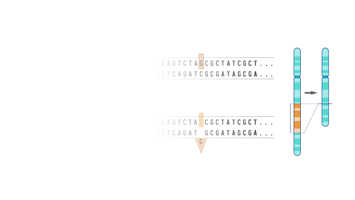 Genetics deletion chromosome consequences