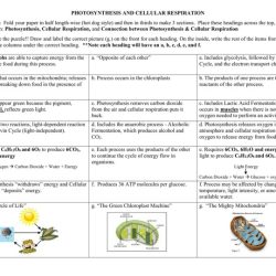 Cellular respiration pogil answer key