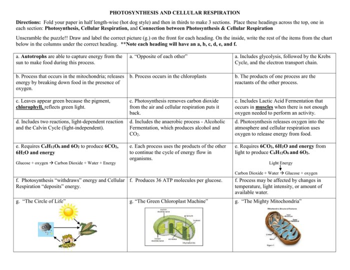 Cellular respiration pogil answer key