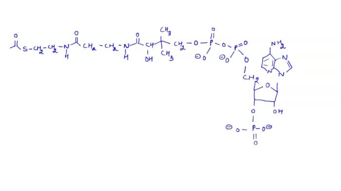 Cycle krebs acid citric energy glycolysis pyruvate acetyl carbon molecule during nadh two each into respiration cellular atp coa steps