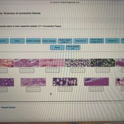 Epithelial summary labeling activity tissues appropriate respective drag labels chegg targets their solved answers stratified simple