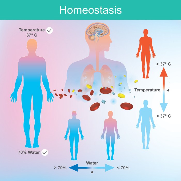 Homeostasis maintaining negative khan stimulus maintain biology regulate bodily