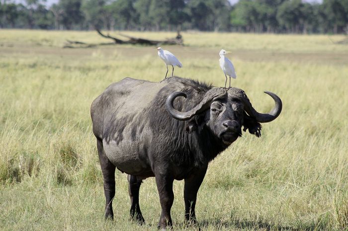 Examples of commensalism in the savanna