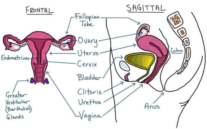 Sagittal view of female reproductive organs