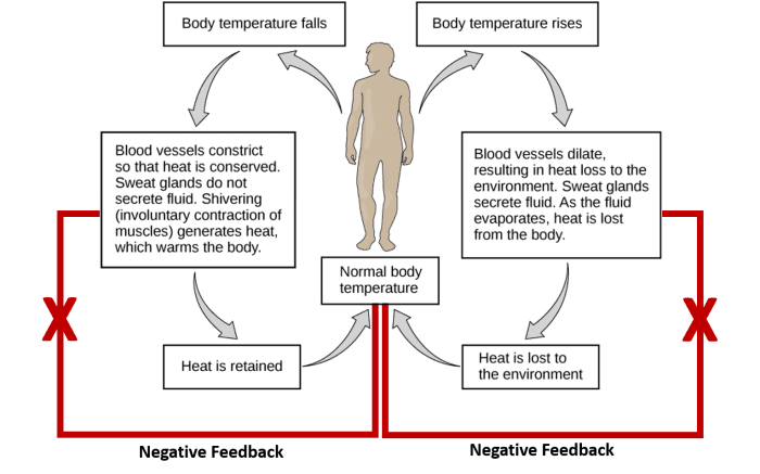 Homeostasis anatomy physiology quiz proprofs feedback