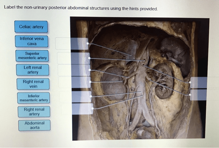 Label urinary structures system using hints provided answer