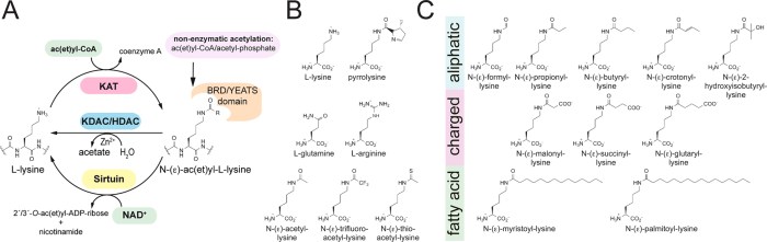 Coa succinyl thioesterase acyl