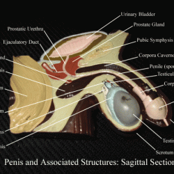 Reproductive tract sagittal stallion ampulla prostate excised