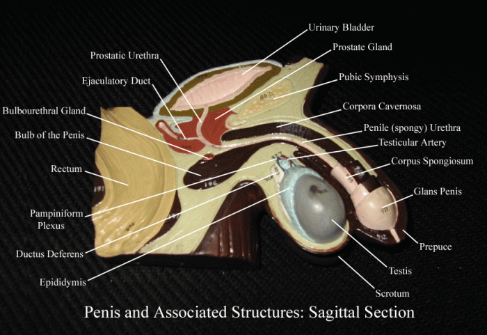 Reproductive tract sagittal stallion ampulla prostate excised