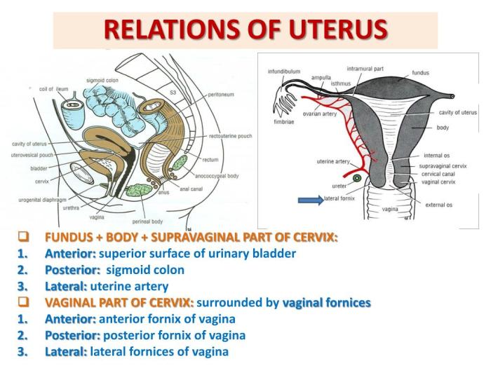 Sagittal view of female reproductive organs